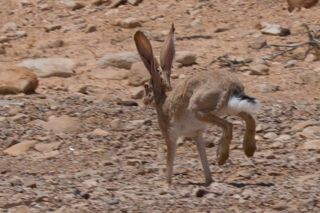 Kaapse haas, wegrennend over steenwoestijn bij ezuz in de negev; van achteren zie je het zwart van de staart en de okerkleurige achtervoeten