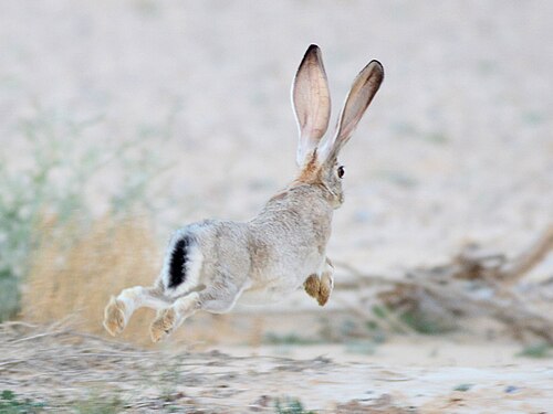 Kaapse haas (Lepus capensis)