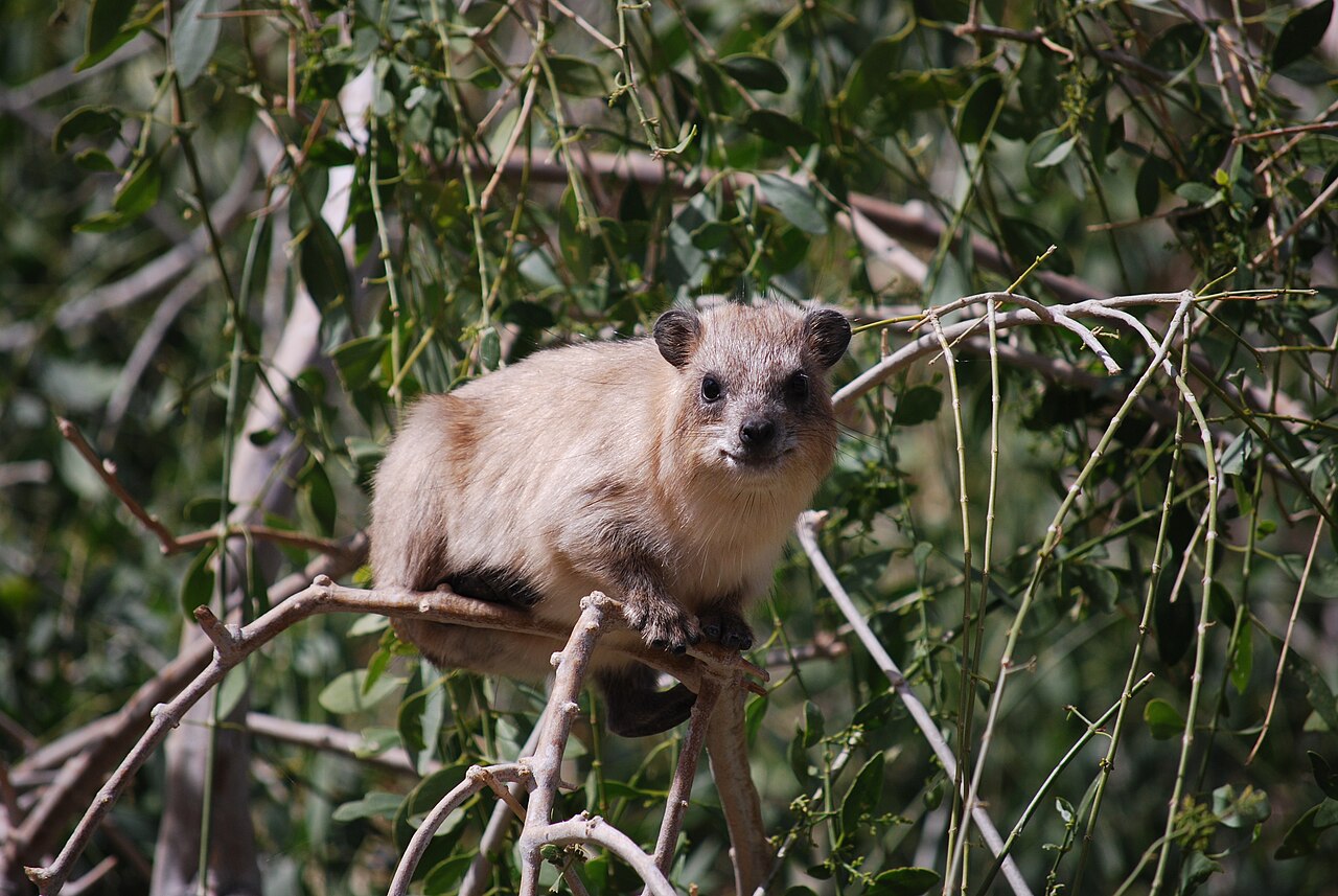 Procavia capensis, trepando por una mata sobre la carretera junto al mar muerto; toma hojas y ramillas de matas y árboles a varios metros de altura