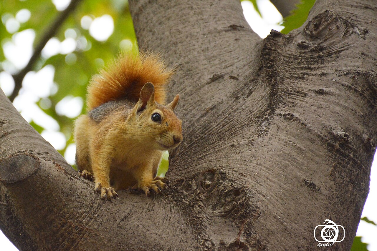 Caucasian Squirrel, close up, iran: small rounded ears without tufts, rufous belly and a strikingly rusty tail