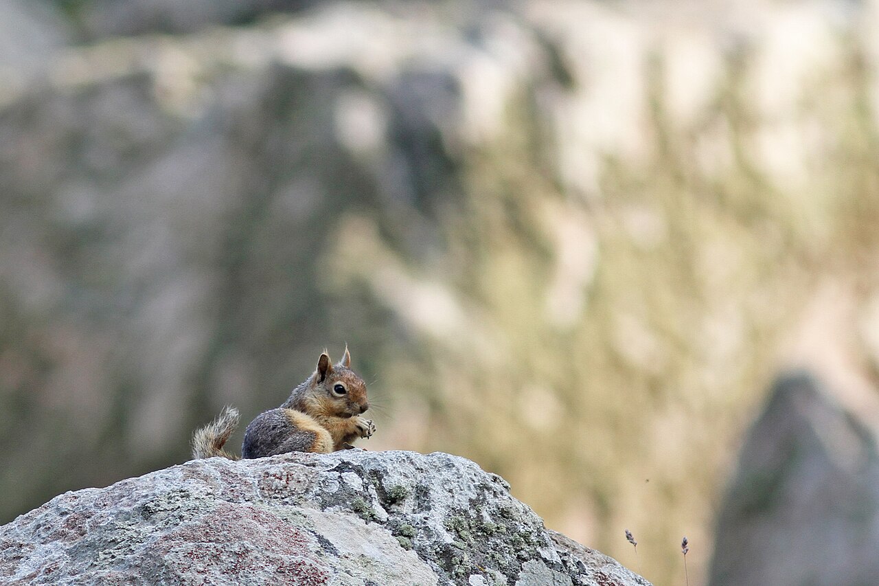 Caucasian Squirrel, on a boulder near ypsilou monastery, lesbos — the only place in the european union where the species occurs