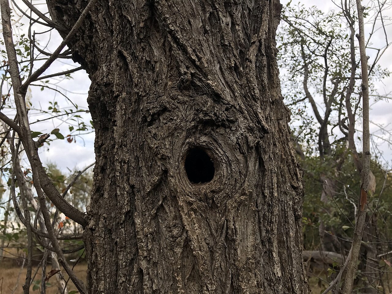 Caucasian Squirrel, nest cavity in an old trunk, suşehri, sivas: a smooth round entrance, here at eye level but usually five to fourteen metres up