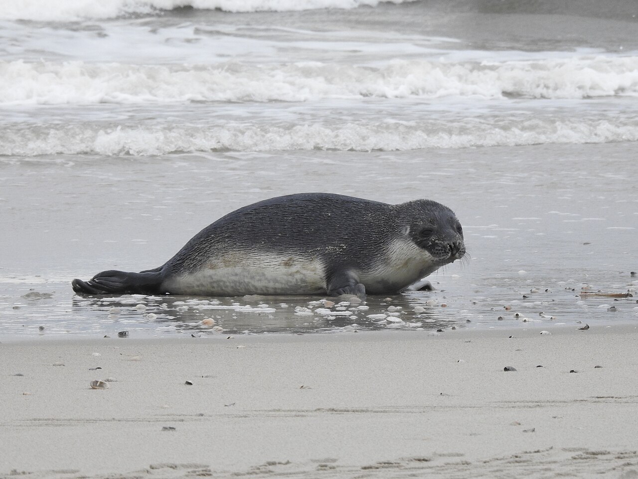 Klapmuts, jonge 'blueback' aangespoeld op een nederlands strand: leiblauwe rug scherp gescheiden van de romige buik