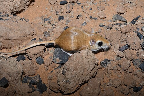 Kleine Egyptische renmuis (Gerbillus gerbillus)