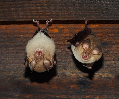 Kleine hoefijzerneus (Rhinolophus hipposideros)