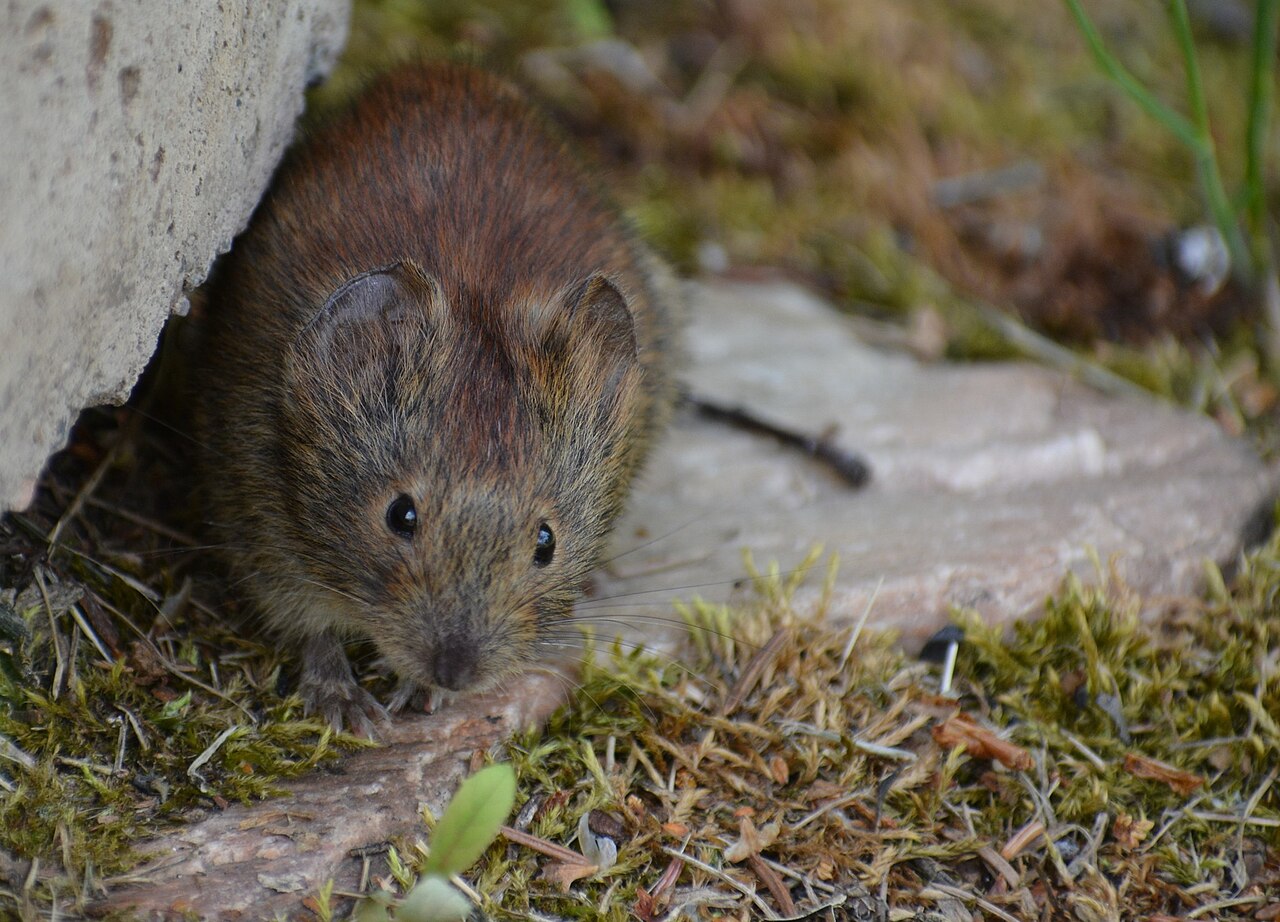 Northern red-backed vole, head close up, yukon, canada: the bright red mantle runs onto the crown and stands out sharply against the grey cheeks and flanks