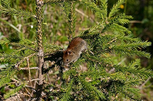 Kleine rosse woelmuis (Clethrionomys rutilus)