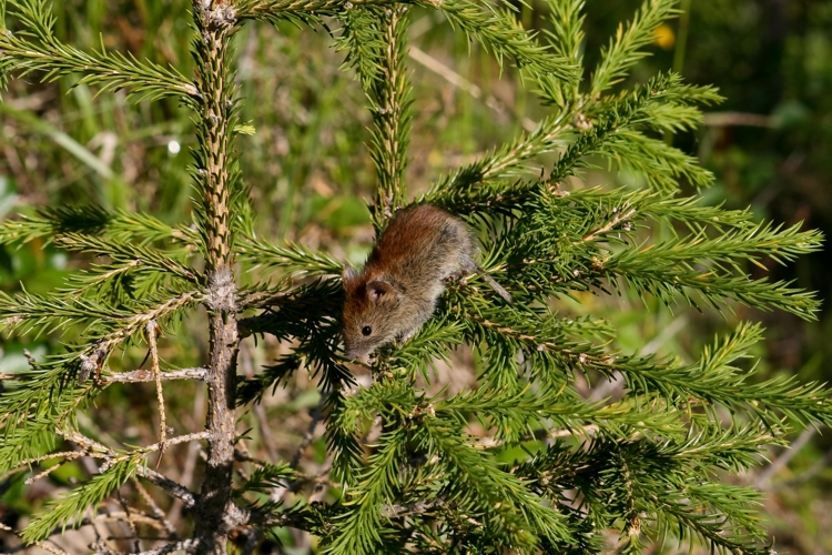 Northern red-backed vole (Clethrionomys rutilus)