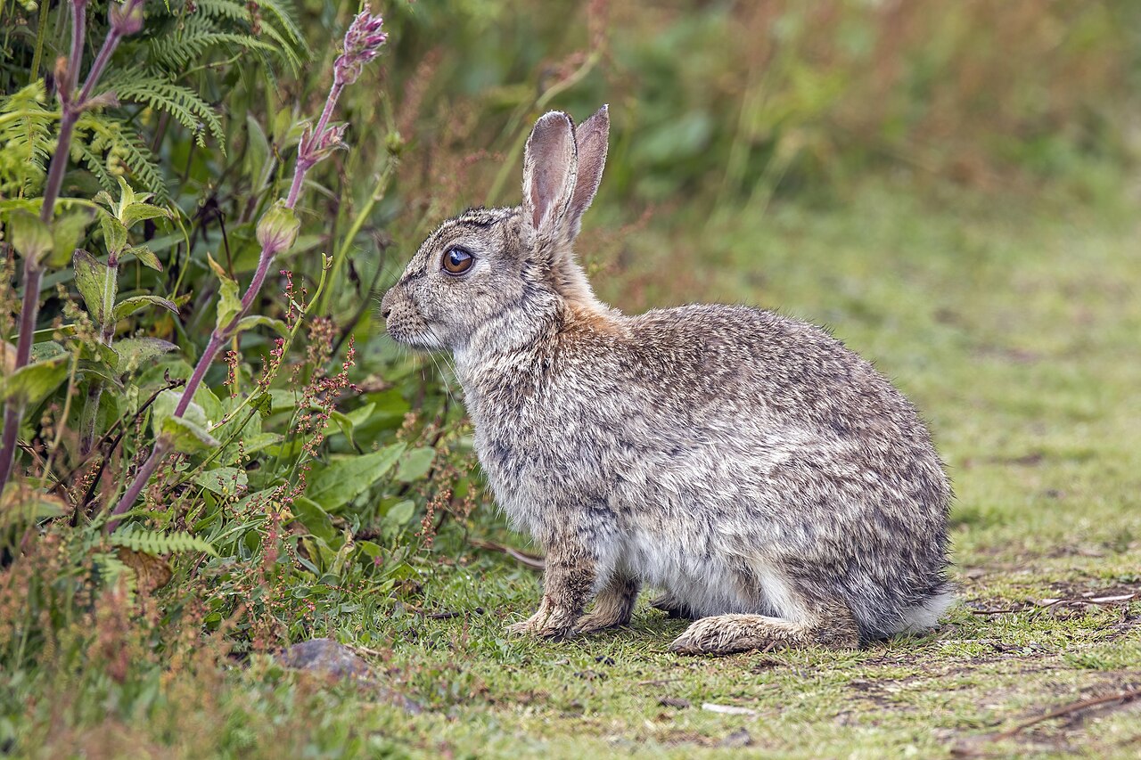 Konijn (Oryctolagus cuniculus)