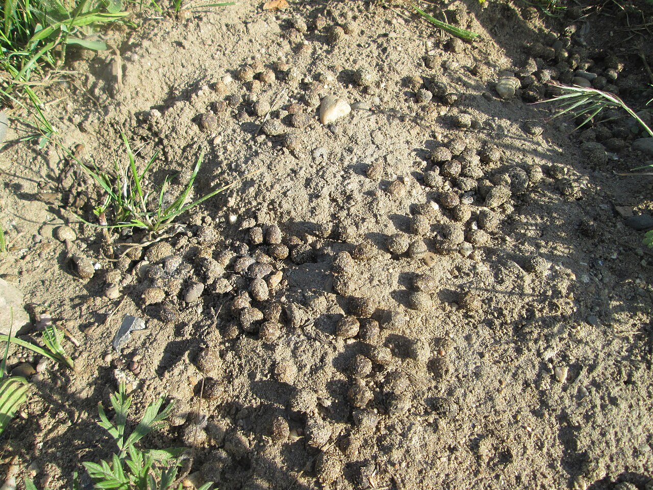 Konijn, latrine op een kaalgekrabde plek: tientallen ronde keutels bijeen op het zand, hockenheimer rheinbogen