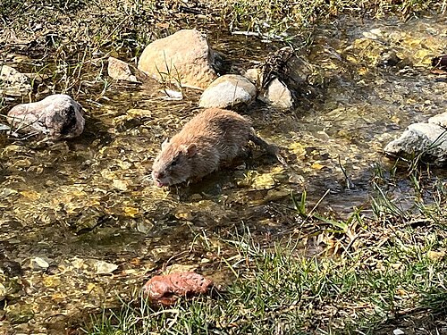Kortstaartmolrat (Nesokia indica)