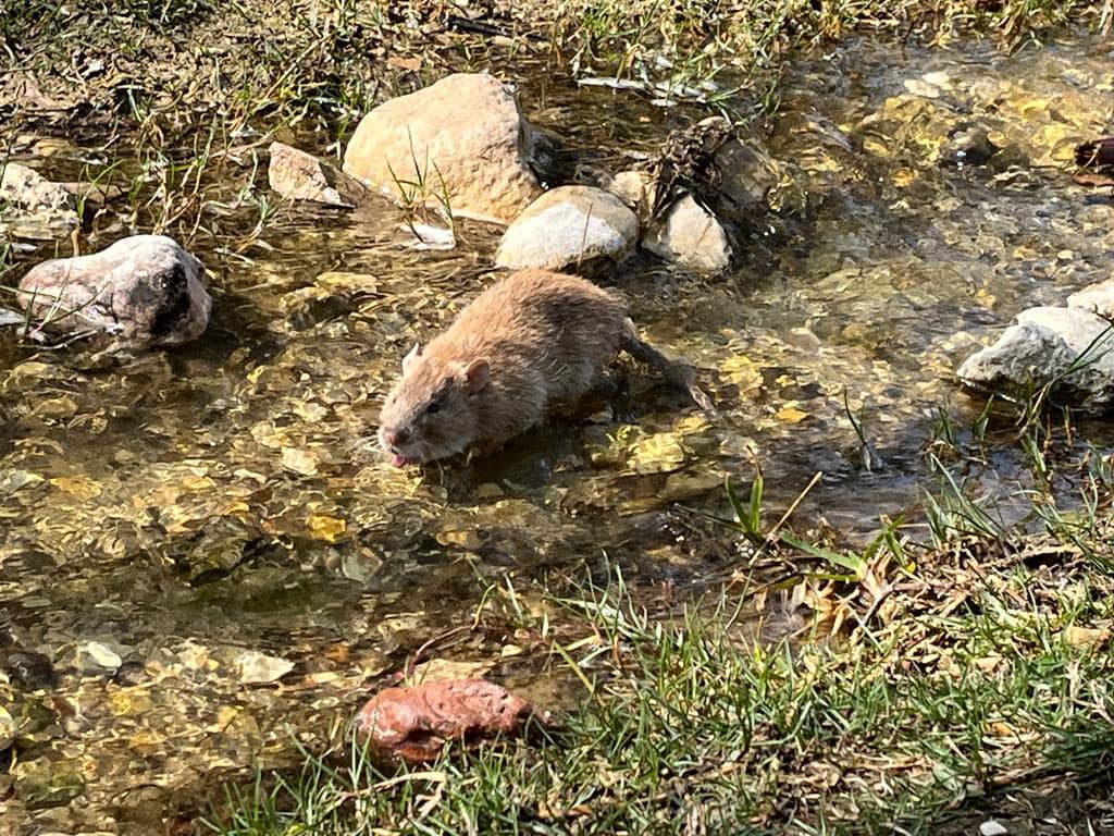 Kortstaartmolrat (Nesokia indica)