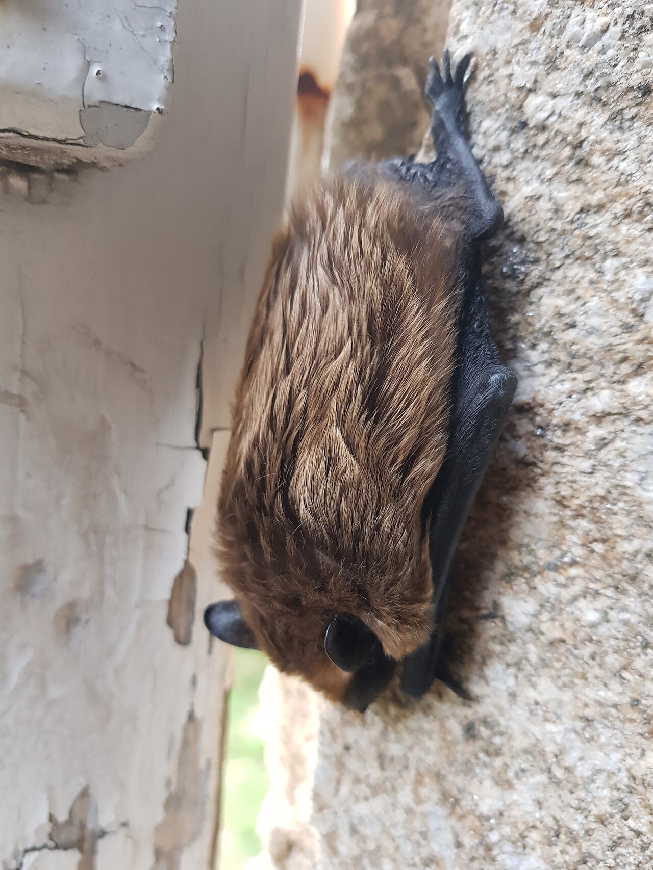 Eurasian Serotine (Cnephaeus serotinus)