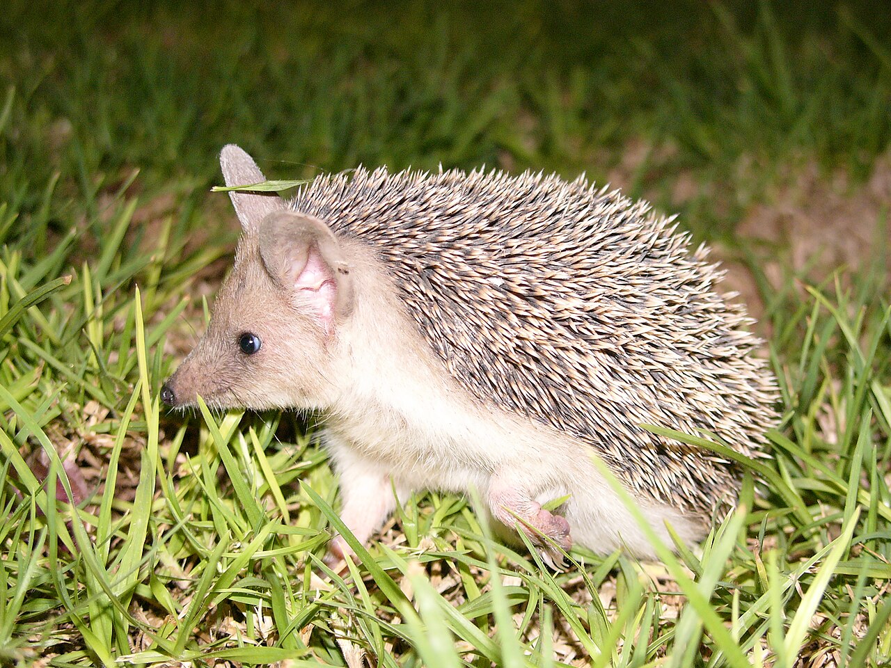 Langooregel (Hemiechinus auritus)