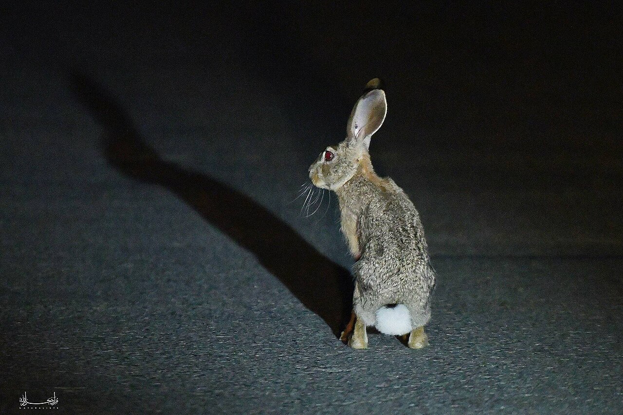 Mediterranean Hare (Lepus mediterraneus)