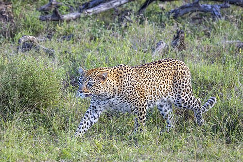 Luipaard (Panthera pardus)