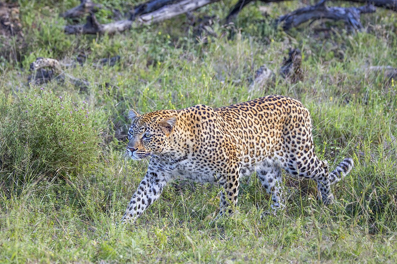 Luipaard (Panthera pardus)