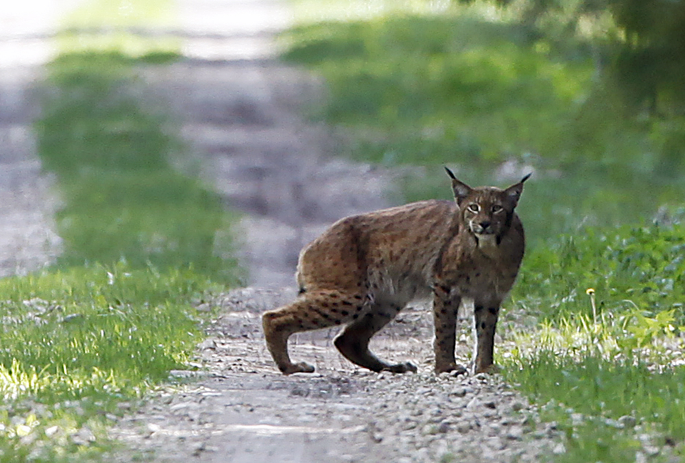Lince, en una pista forestal cerca de särghaua, estonia, el tipo de bosque de coníferas semiabierto donde caza el lince en el noreste de europa