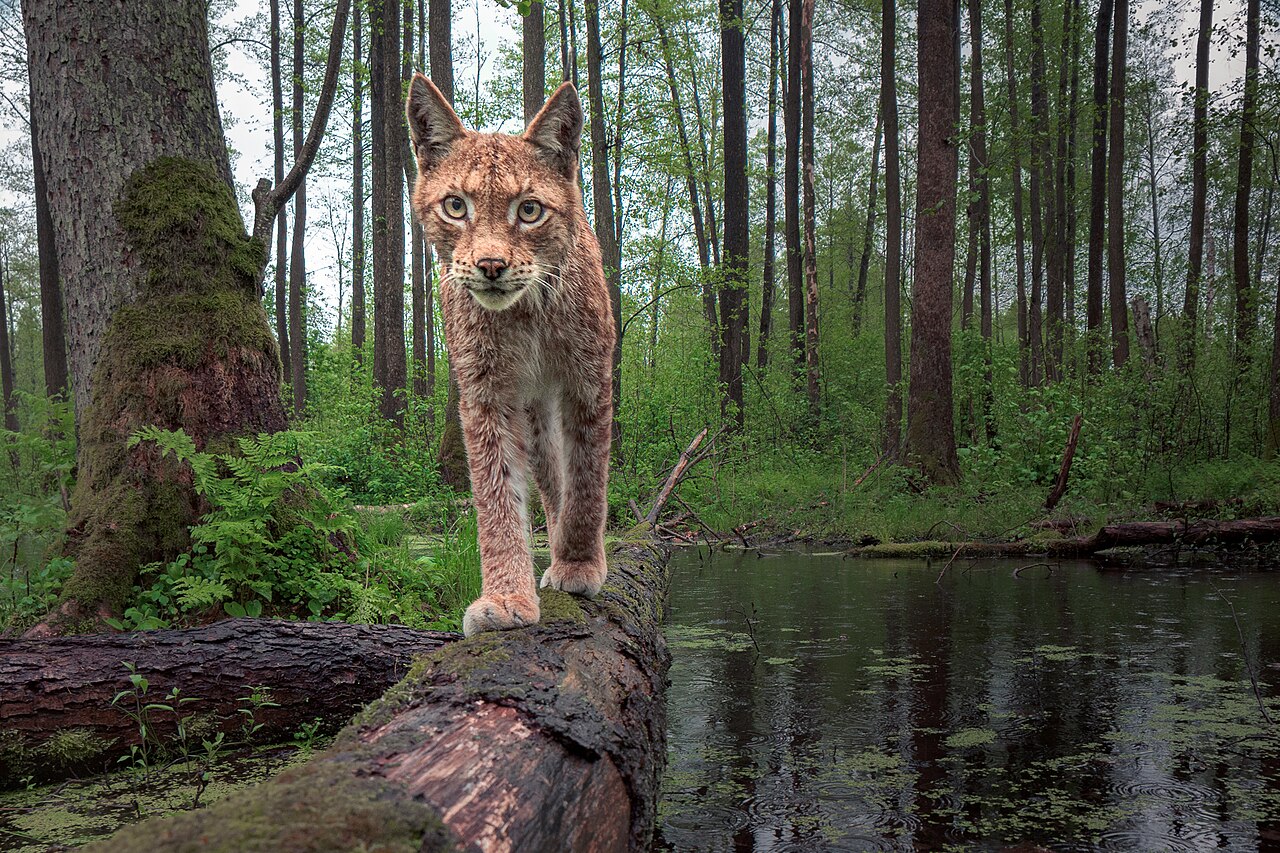 Lince (Lynx lynx)