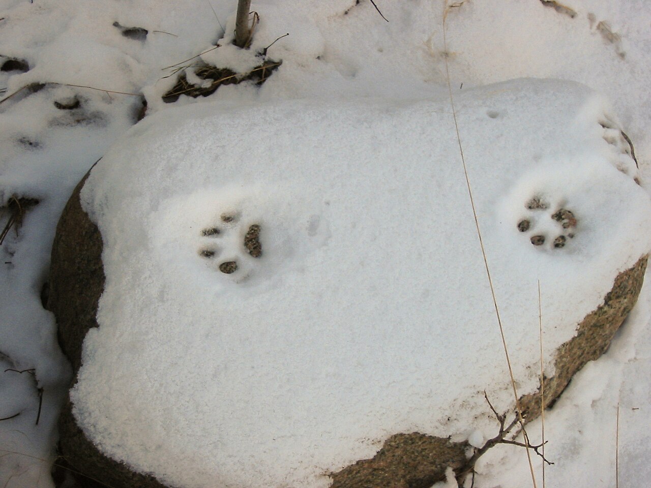 Lince, dos huellas en la nieve sobre un bloque errático, värmland: contorno redondo, cuatro dedos en torno a una almohadilla grande, sin marcas de uñas