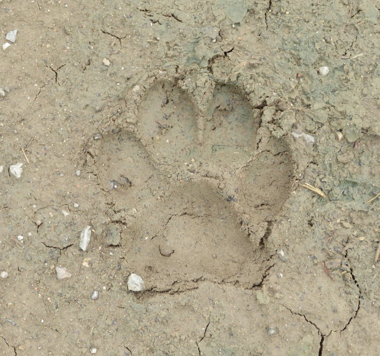 Lince, huella en barro, renania-palatinado: las almohadillas de los dedos son asimétricas y no marcan las uñas, lo que separa la huella felina de la canina