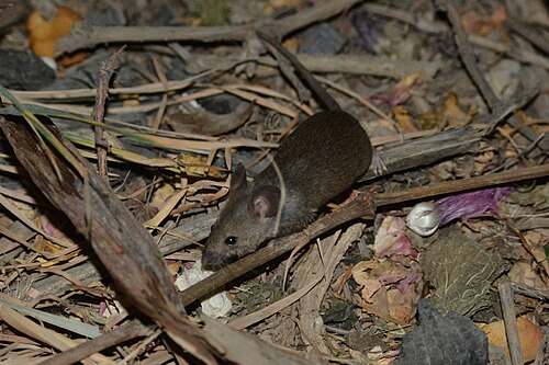 Macedonische huismuis (Mus macedonicus)