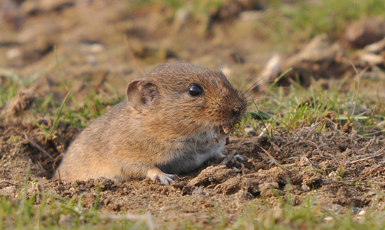 Mediterrane woelmuis, in de ingang van zijn gang op kale, schrale grond in zuidoost-turkije: groot oog, lang uitstekend oor en de bleke, licht vaalbruine vacht van de soort
