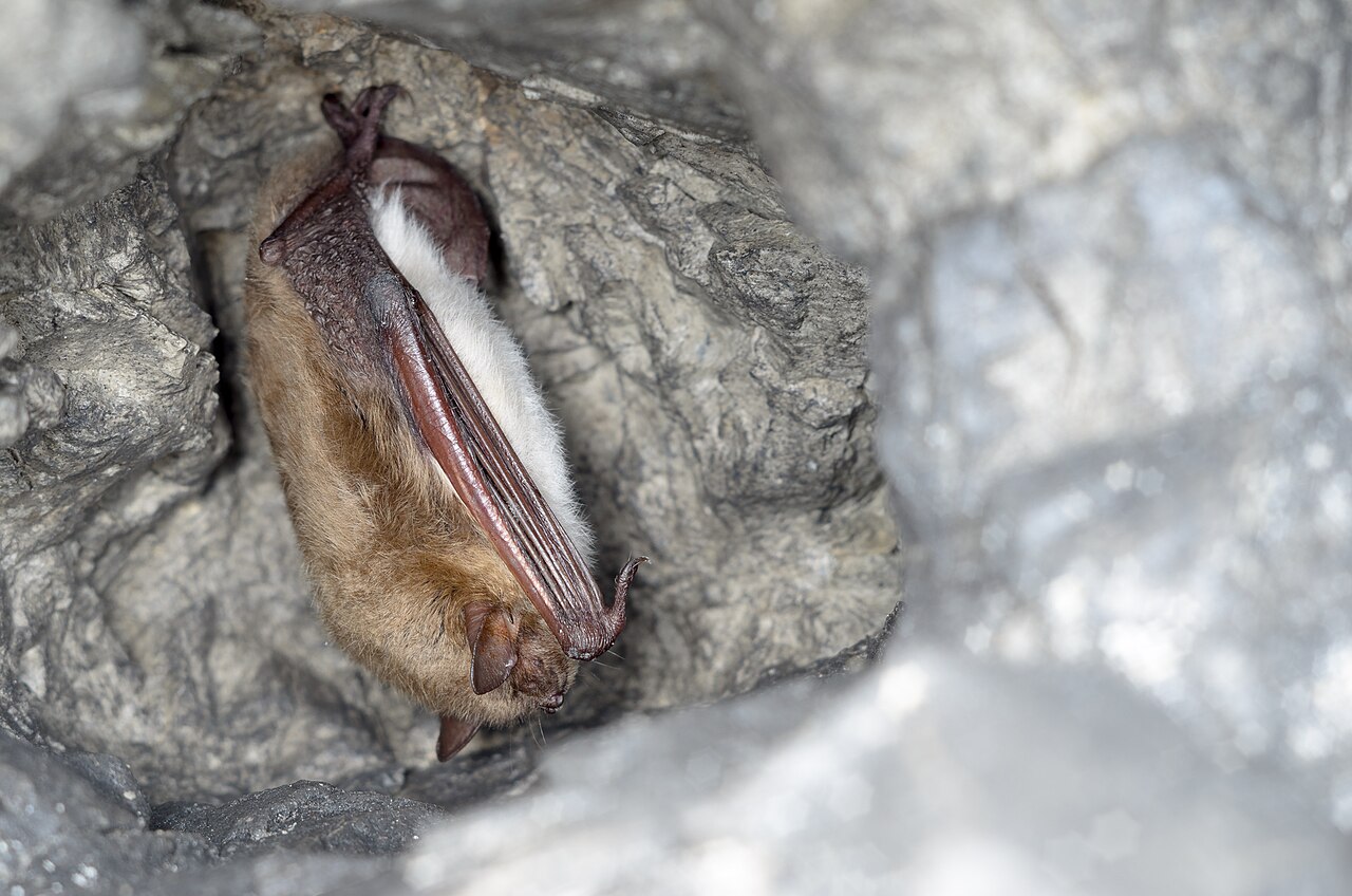 Meervleermuis (Myotis dasycneme)