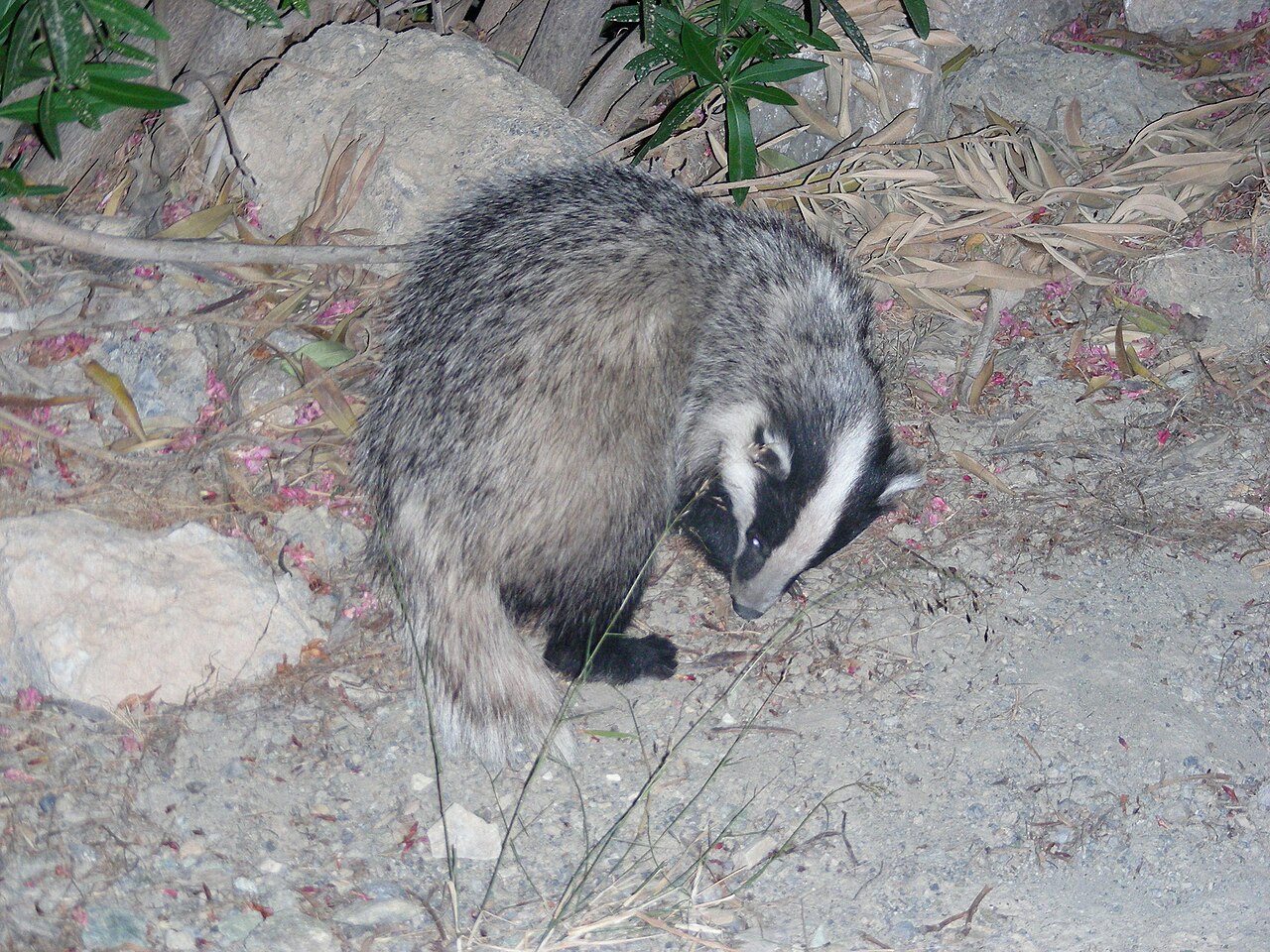 Meles canescens (Meles canescens)
