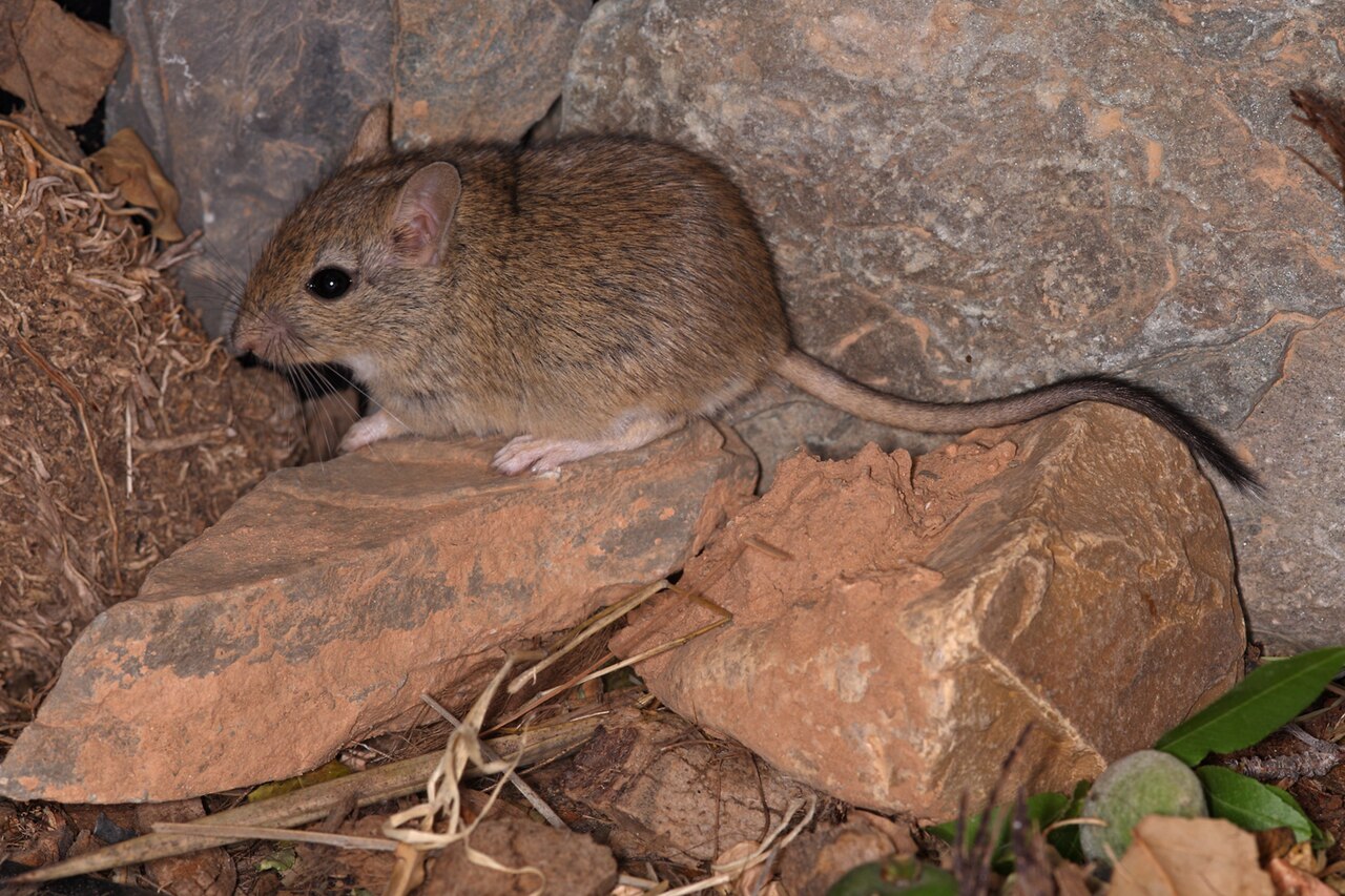 Meriones crassus, 's nachts op de losse steenplaten van een wadi in de anti-atlas, marokko — het rotsige deel van zijn leefgebied; de zijaanzicht toont de grijze rug, de witte buik en de donkere staartpluim
