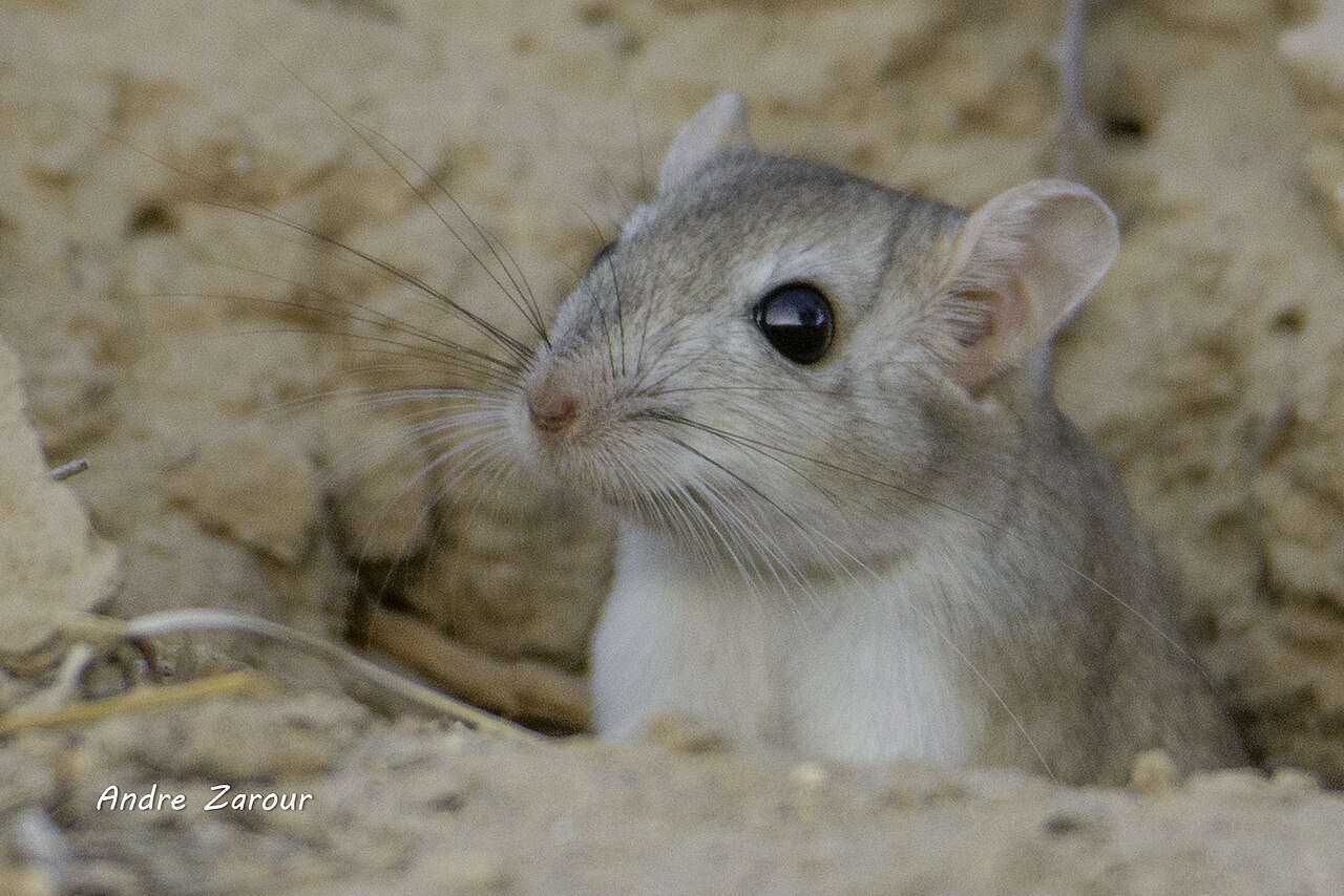 Buxton's jird, head close up in the burrow mouth: large dark eyes, stout ears of nearly two centimetres, long whiskers and the sharp line between the sandy head and the white throat