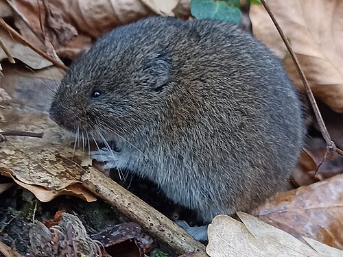 Microtus lavernedii (Microtus lavernedii)