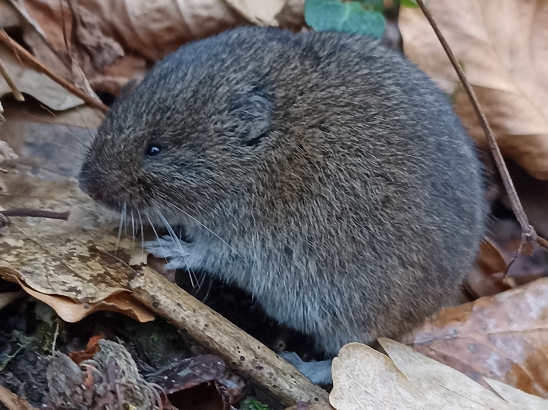 Mediterranean Field Vole (Microtus lavernedii)