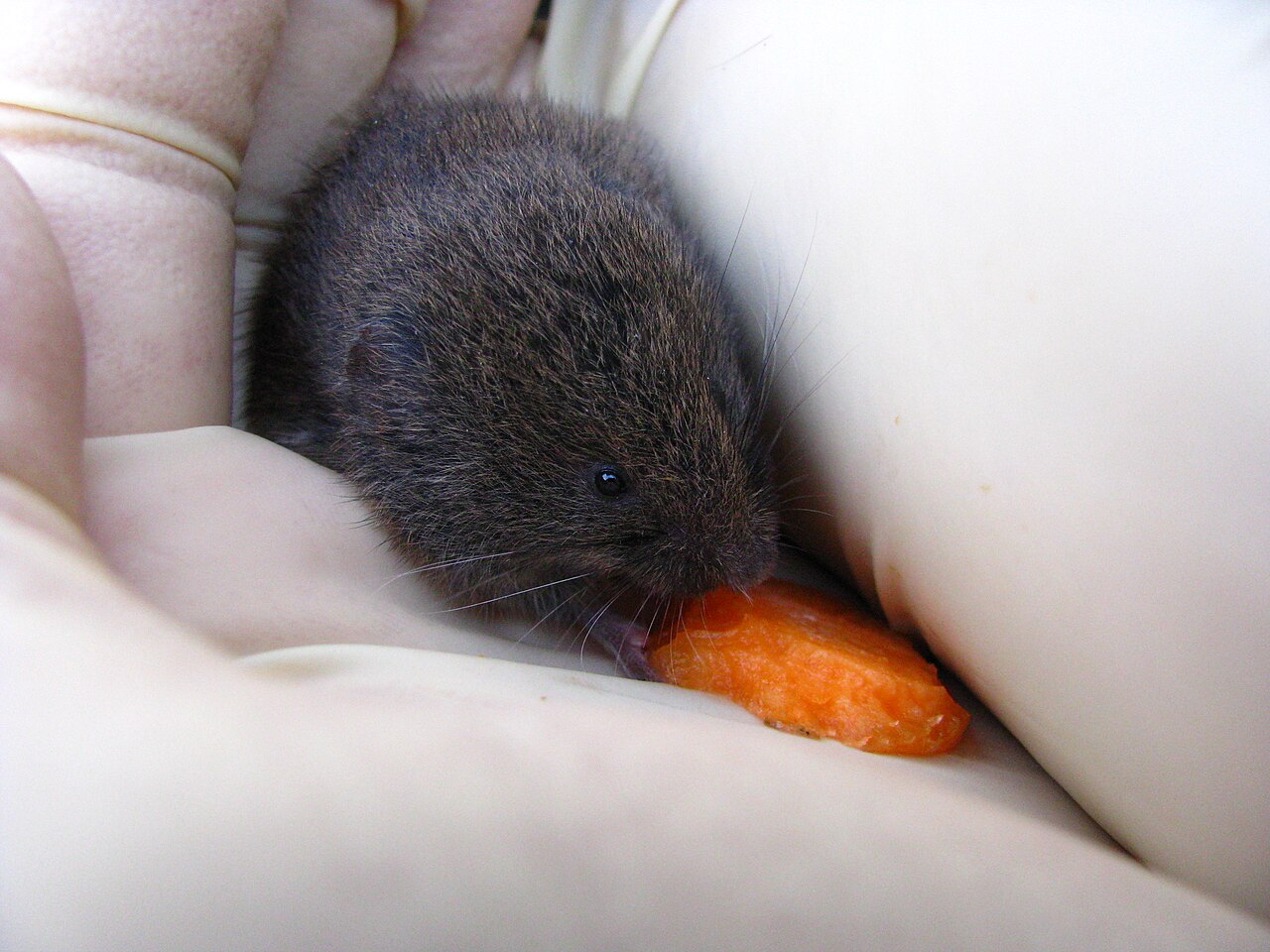 Microtus liechtensteini, jong dier van de beierse vorm (bavaricus), rofan, noord-tirol — in de hand, vangonderzoek