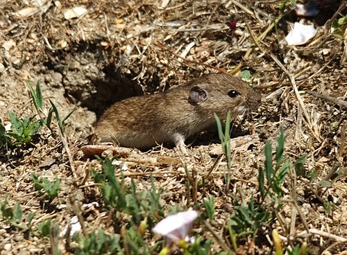 Microtus socialis (Microtus socialis)