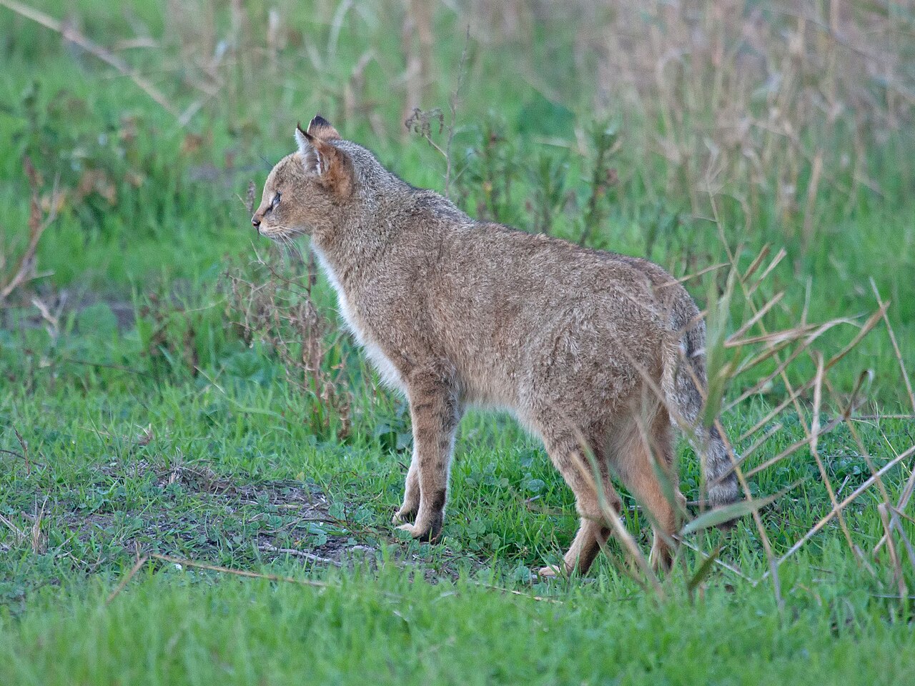 Moeraskat (Felis chaus)