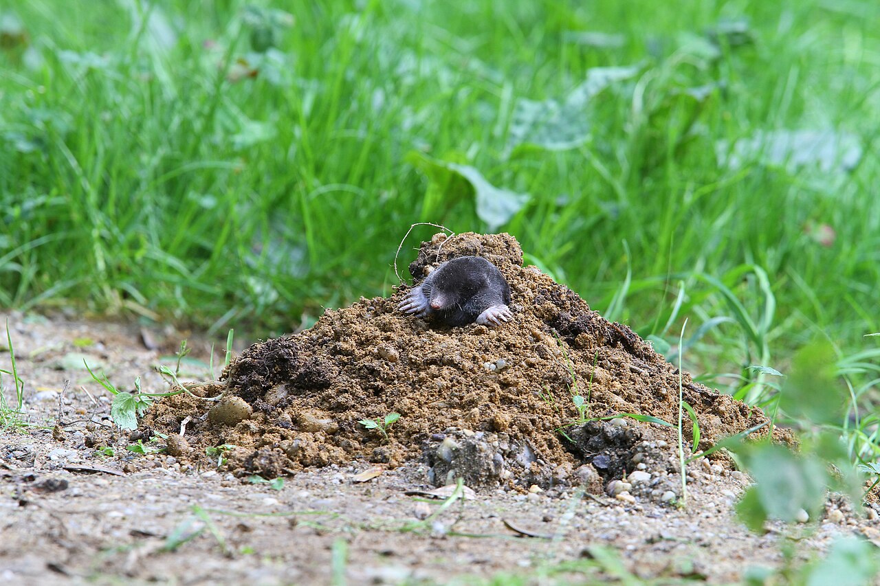 Common Mole, molehill at the edge of a field track beside damp grassland, with the animal just above ground