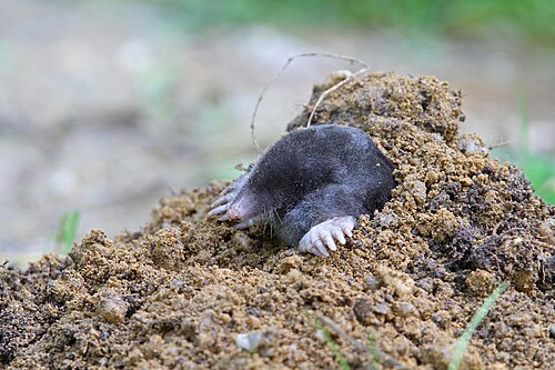 Europese mol (Talpa europaea)