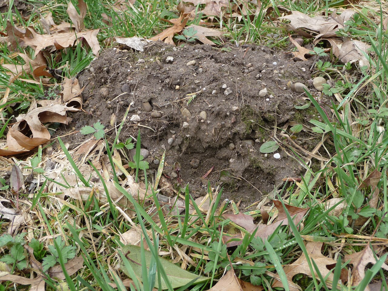 Common Mole, fresh molehill in a lawn: loose fine soil, with no entrance visible from outside