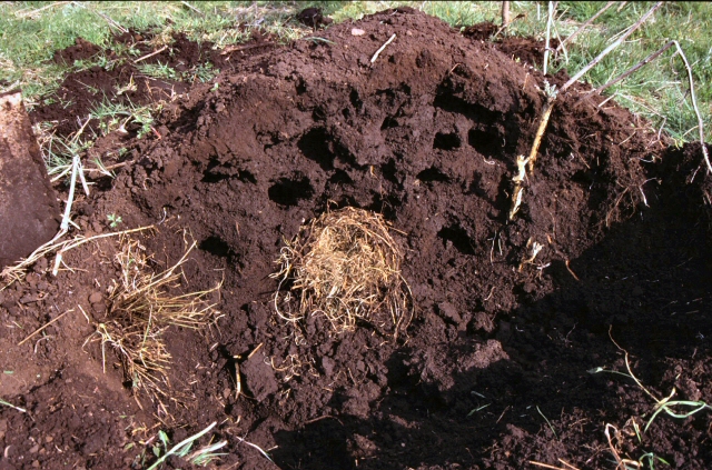Common Mole, opened fortress: tunnel mouths all round and the hay-lined nest chamber in the middle (ellon, aberdeenshire)