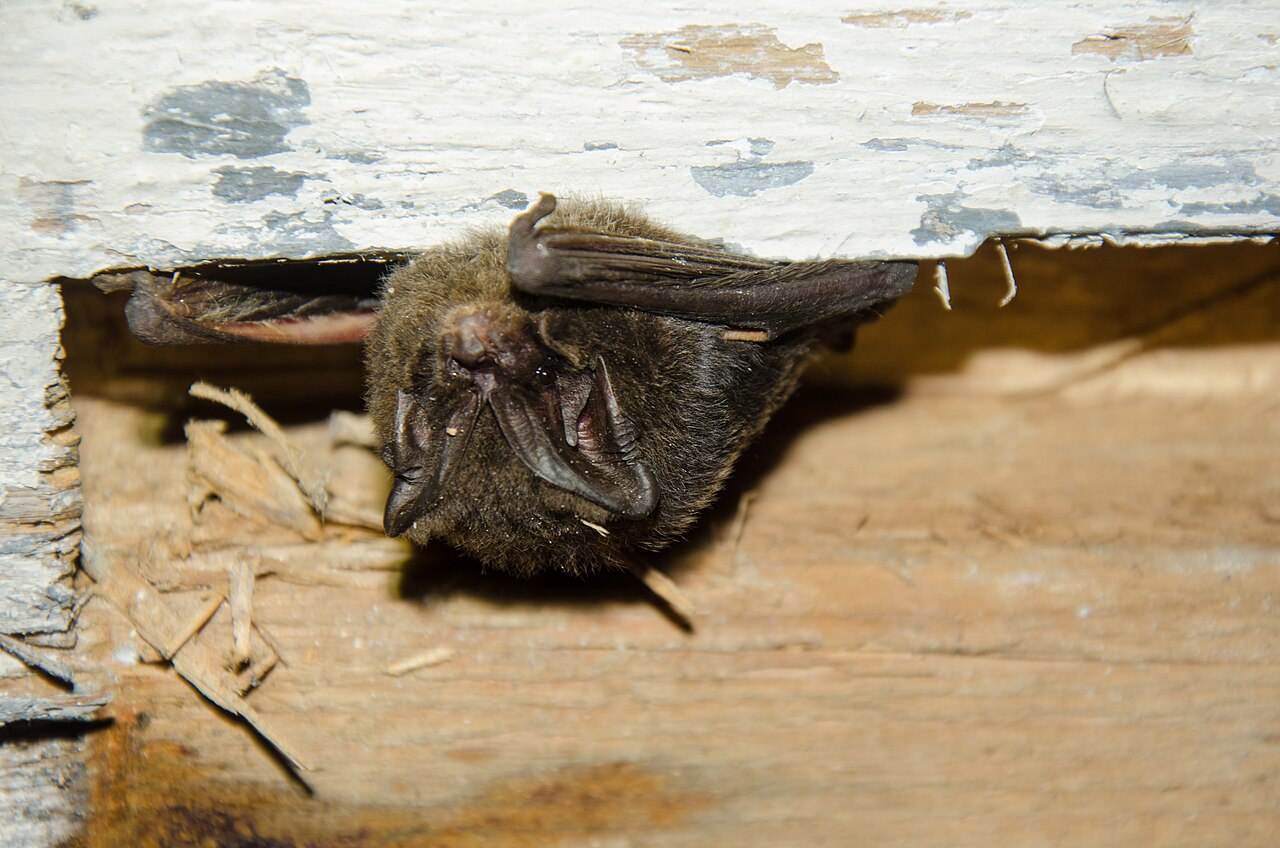 Barbastelle bat (Barbastella barbastellus)