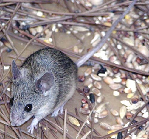 Mus cypriacus (Mus cypriacus)