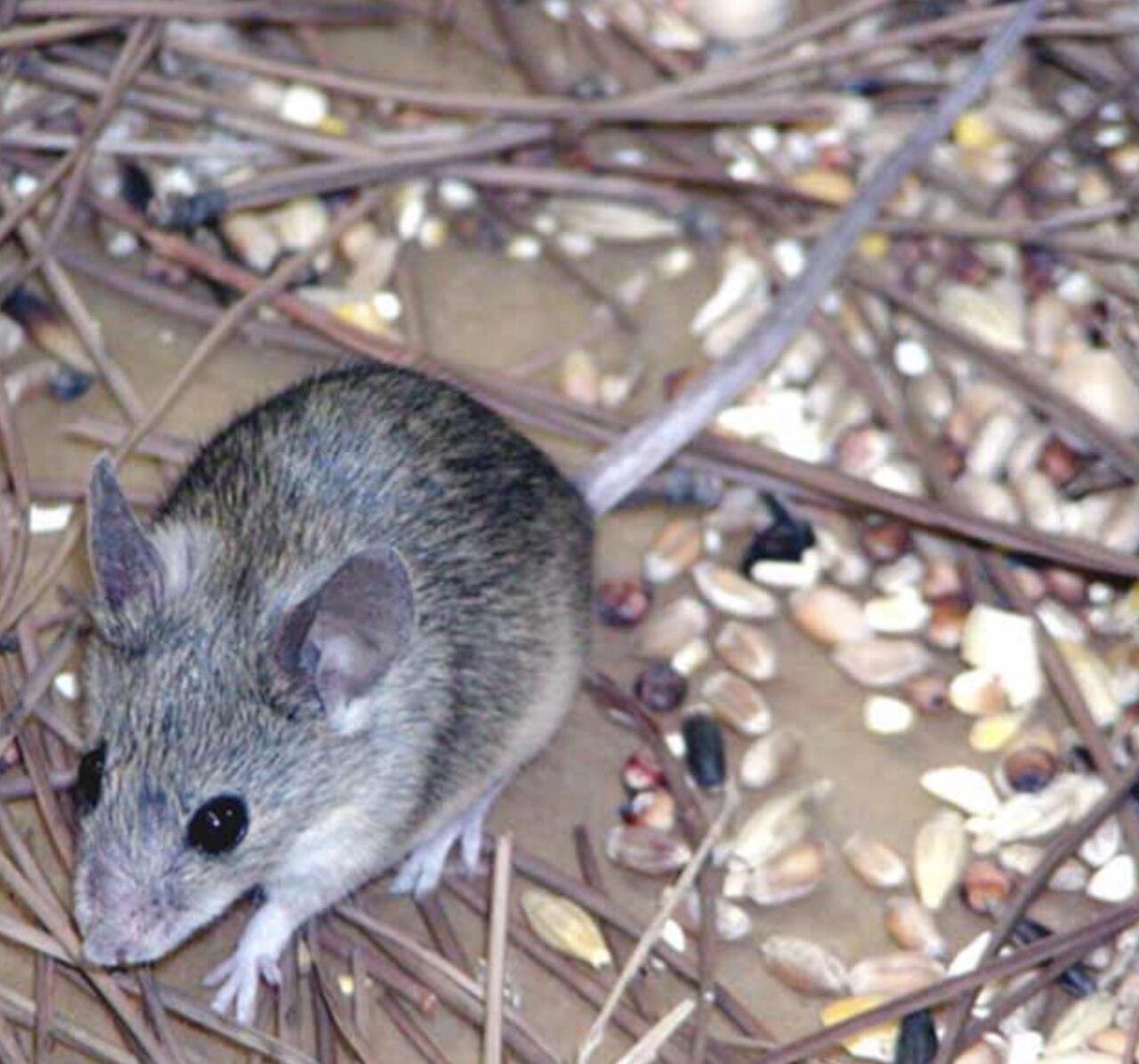 Cypriot Mouse (Mus cypriacus)