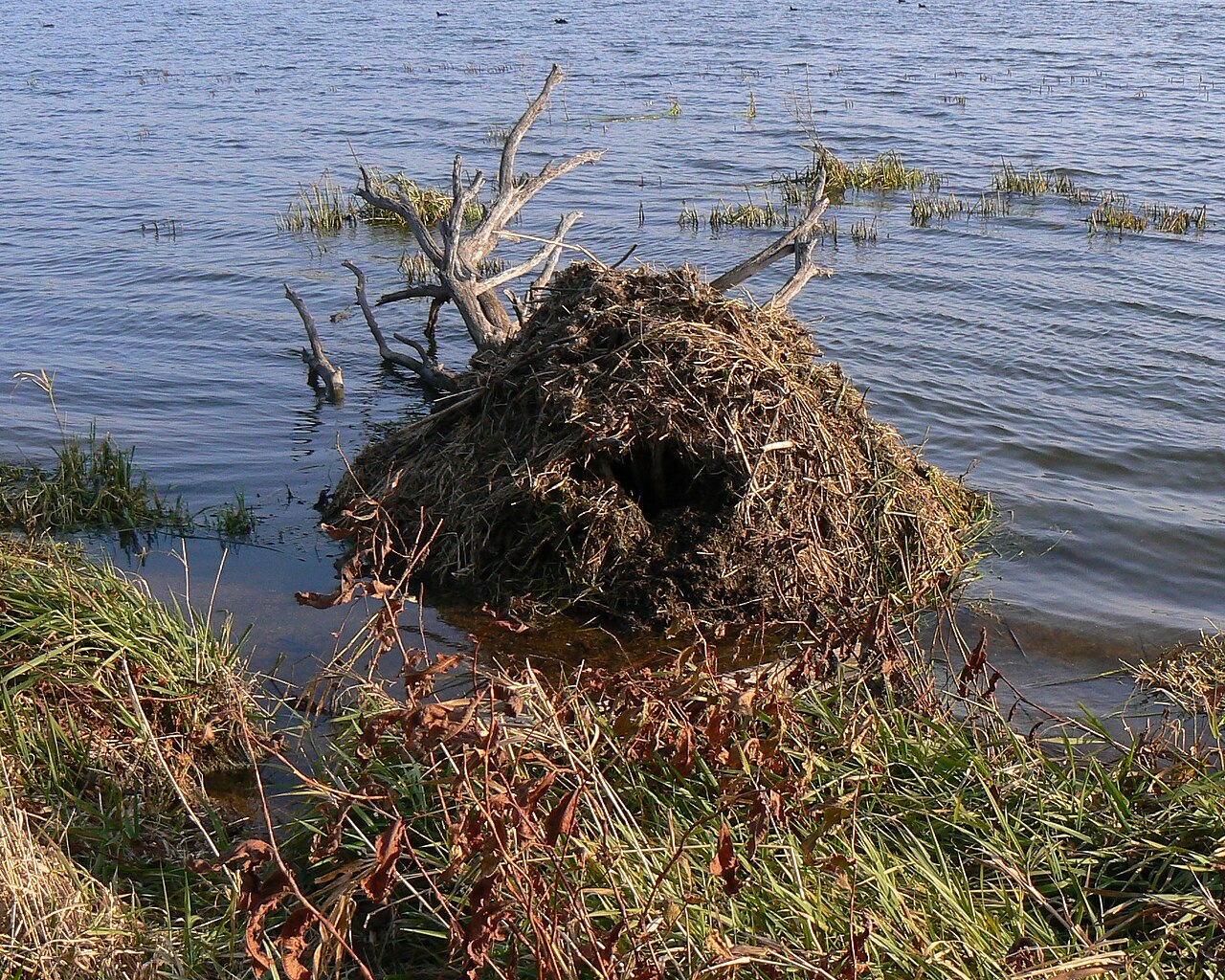 Muskrat, lodge in shallow water at the bank (chalco hills, nebraska): a cone of piled marsh vegetation and mud with the dark entrance below — wholly vegetable and without branches, unlike a beaver lodge
