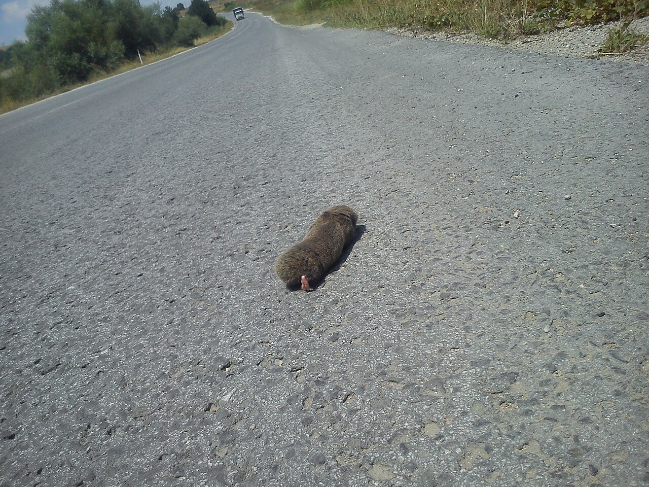 South Serbian Blind Mole-rat, how most people see this species: an animal crossing the middle of the road between prilep and mažučište, with the grazed valley country of pelagonia behind