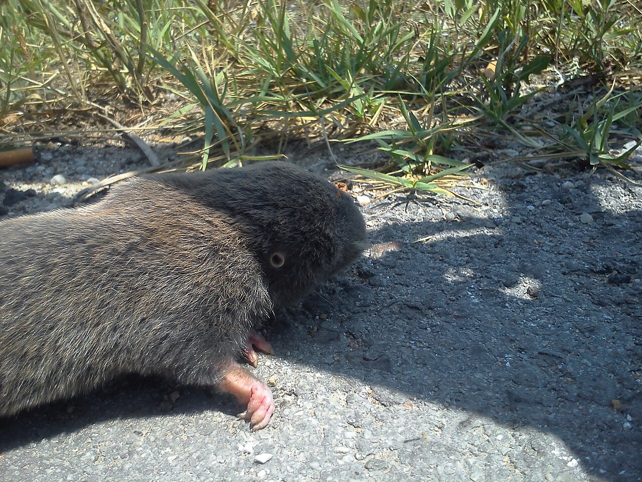 South Serbian Blind Mole-rat, head close up at the edge of the tarmac: the broad, flat wedge, the stiff pale bristly keel running back from the nose pad, and the place where another rodent would carry an ear