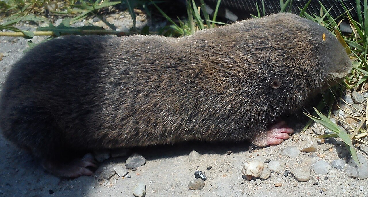 South Serbian Blind Mole-rat (Nannospalax serbicus)