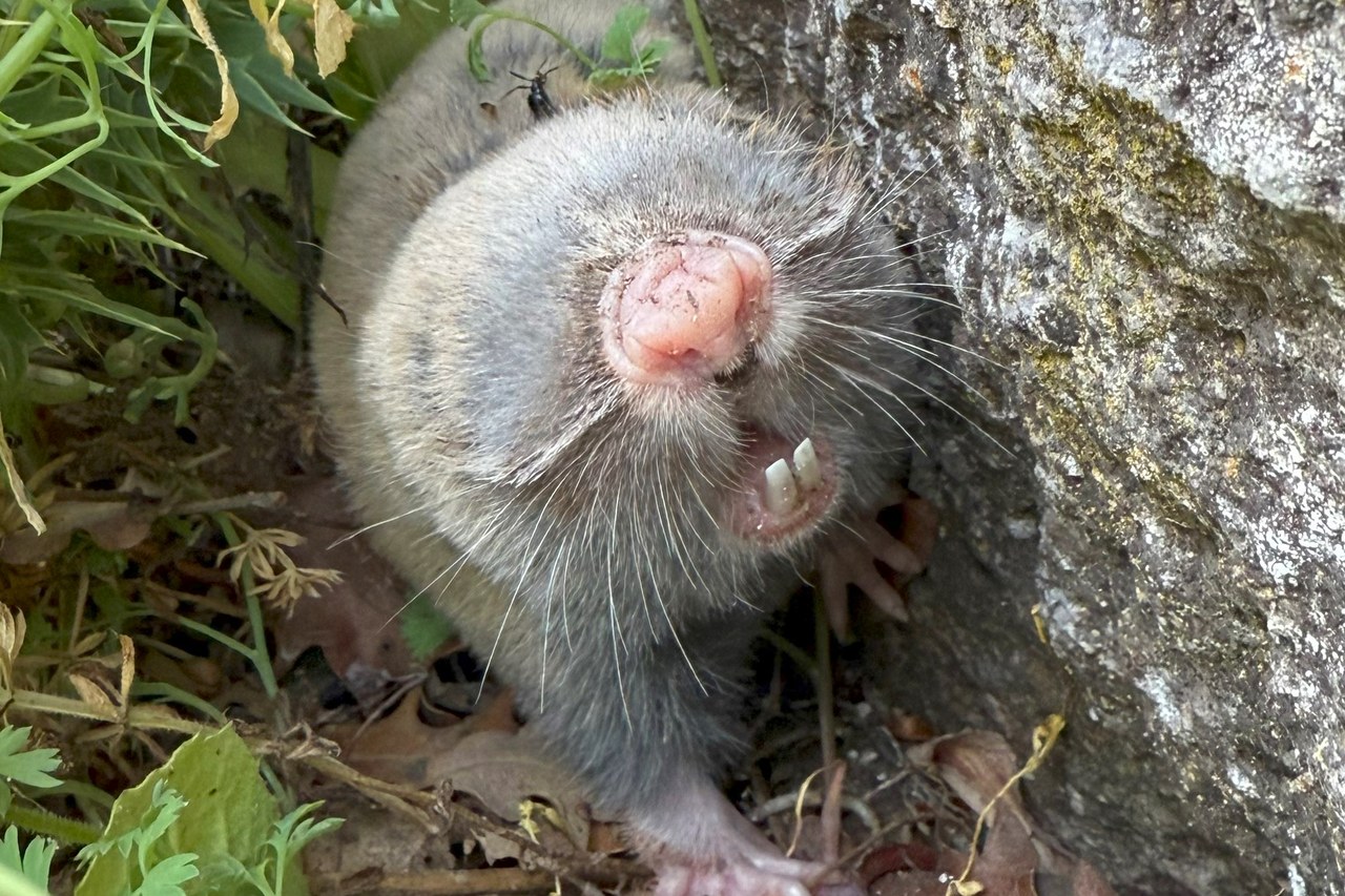 Western Anatolian Blind Mole-rat (Nannospalax xanthodon)