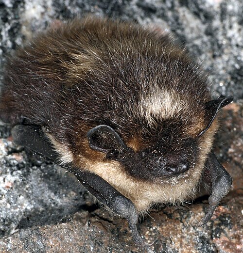Noordse vleermuis (Cnephaeus nilssonii)