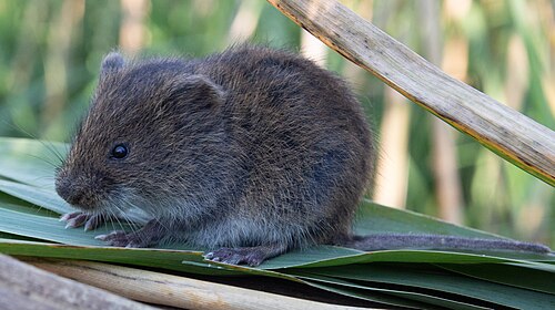 Noordse woelmuis (Alexandromys oeconomus)
